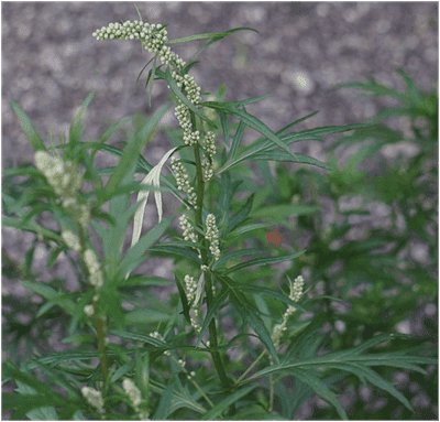 Artemisia