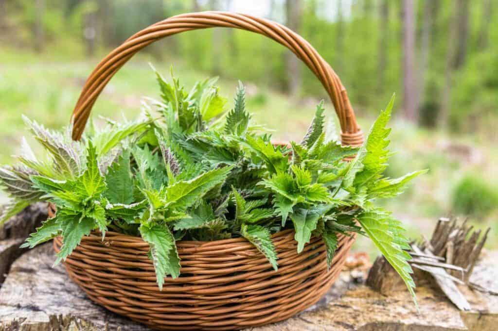 frische brennesselblaetter