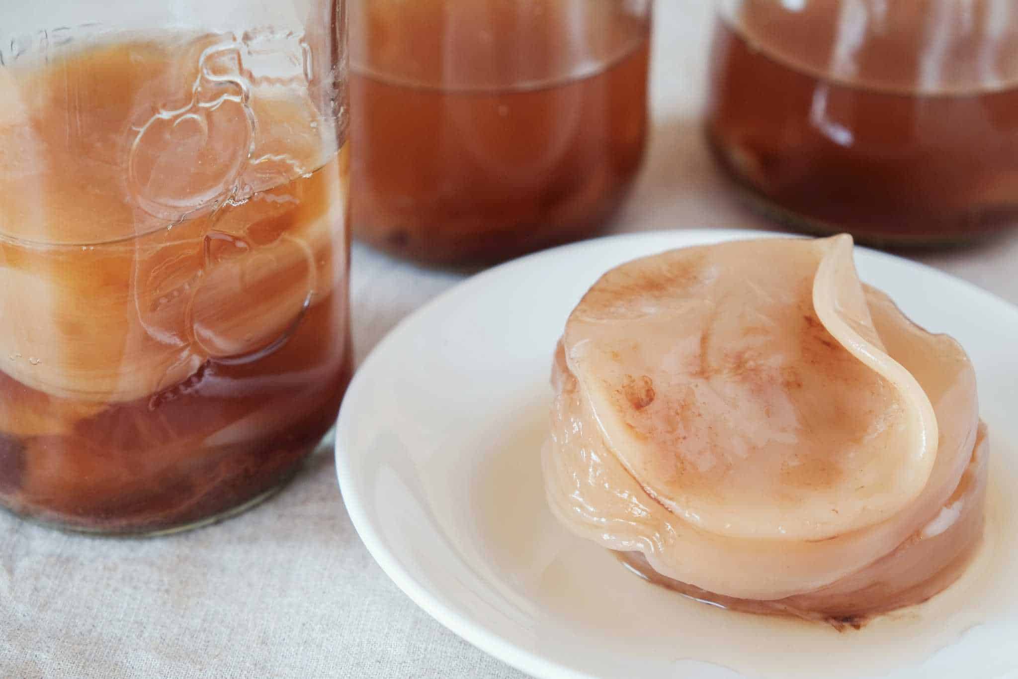 kombucha pilz züchten Titelbild