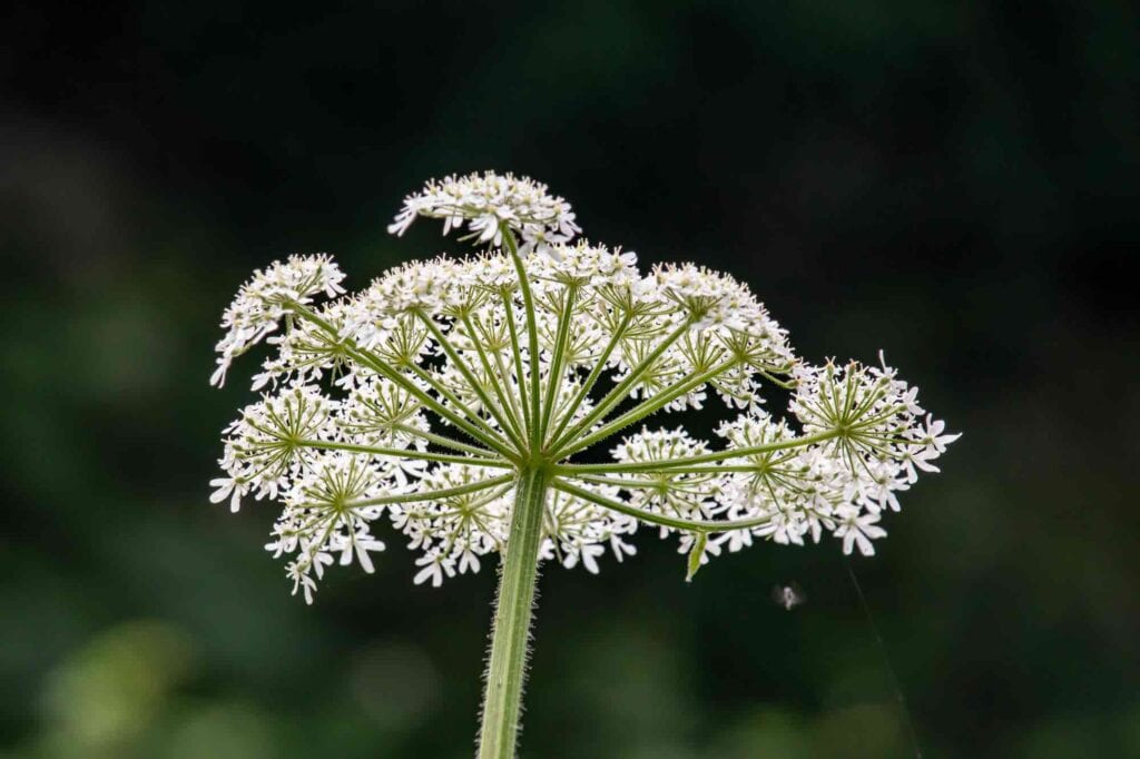 wiesenbärenklau blüten stängel 