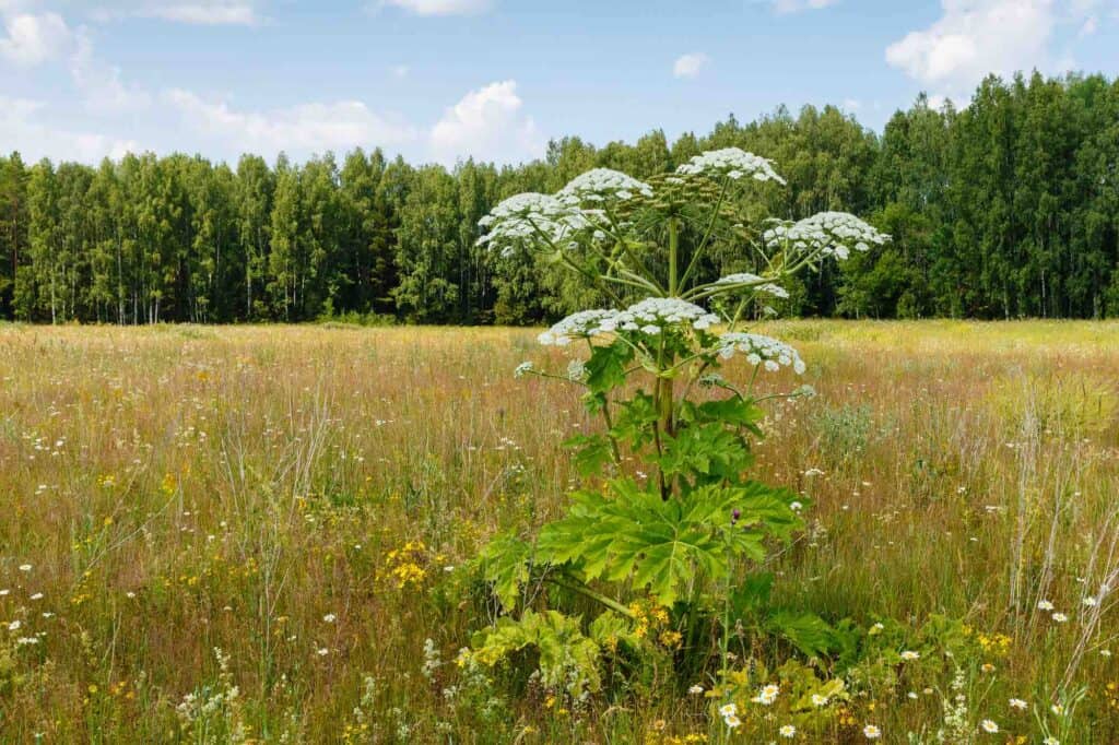 wiesenbärenklau wildpflanze erkennen natur